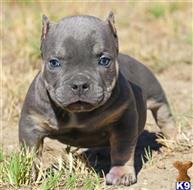 american pit bull puppy posted by Exotic Bully